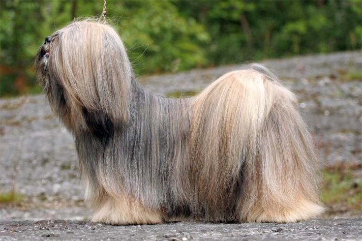 lhasa apso yarmilan smell the magic