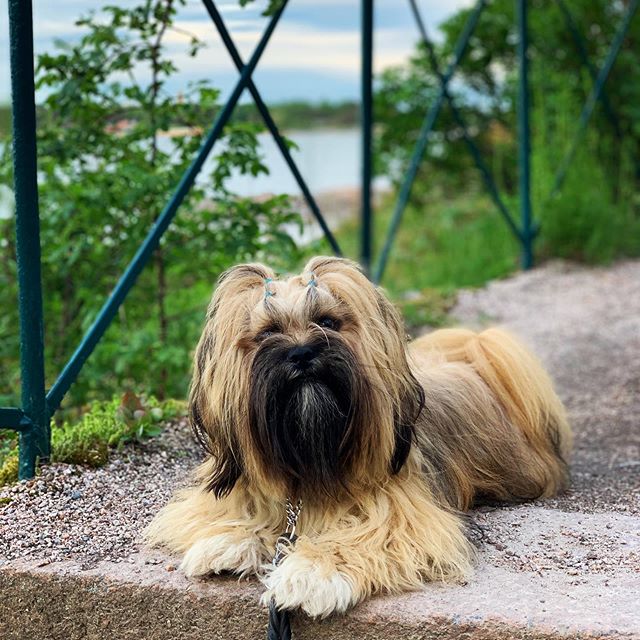lhasa apso el minja's dawa