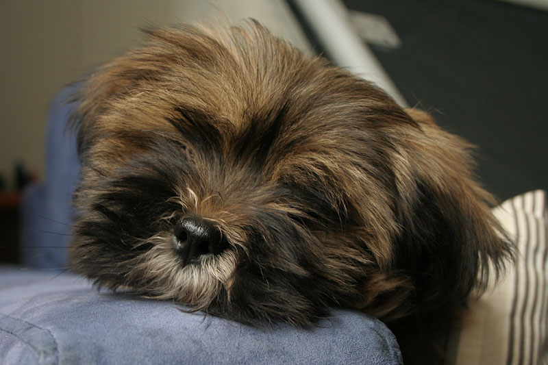 Lhasa apson pentu 12 viikkoisena.