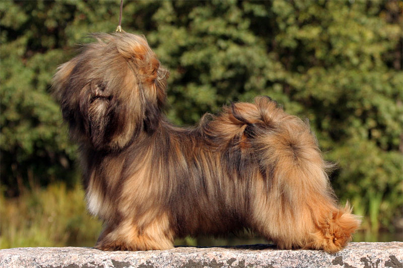 lhasa apso yarmilan smell the magic