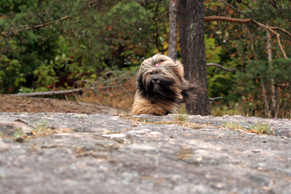 lhasa apso yarmilan smell the magic