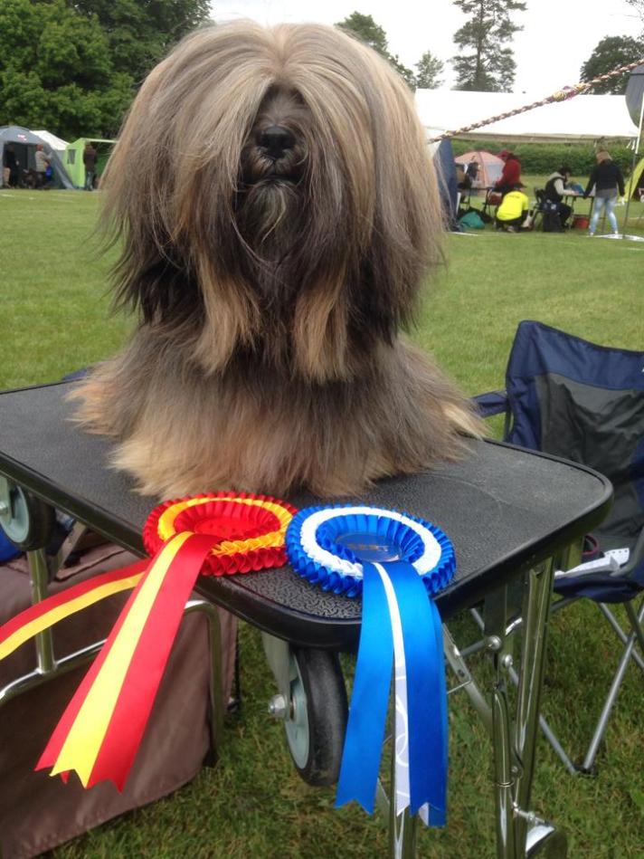 lhasa apso yarmilan smell the magic