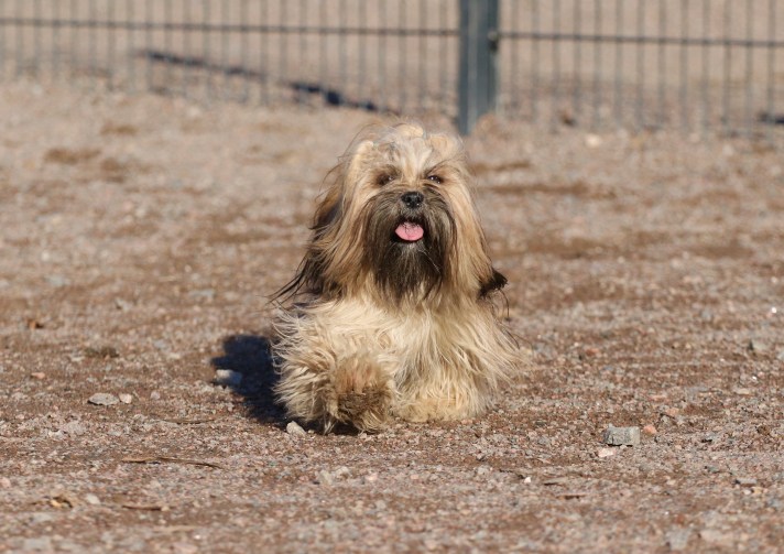 Lhasa Apso el minja's dawa crebain