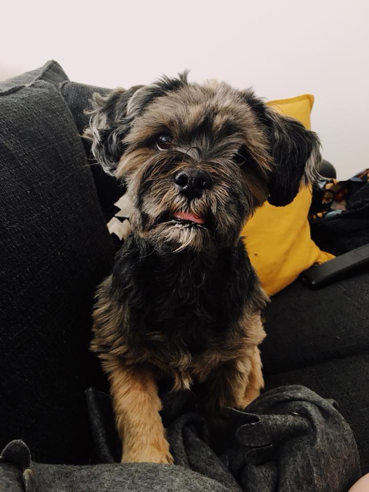 lhasa apso yarmilan smell the magic