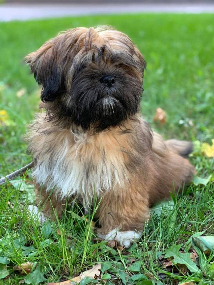 lhasa apso el minja's dawa