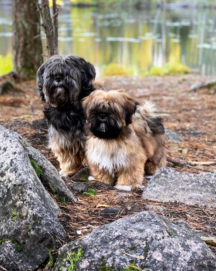 lhasa apso