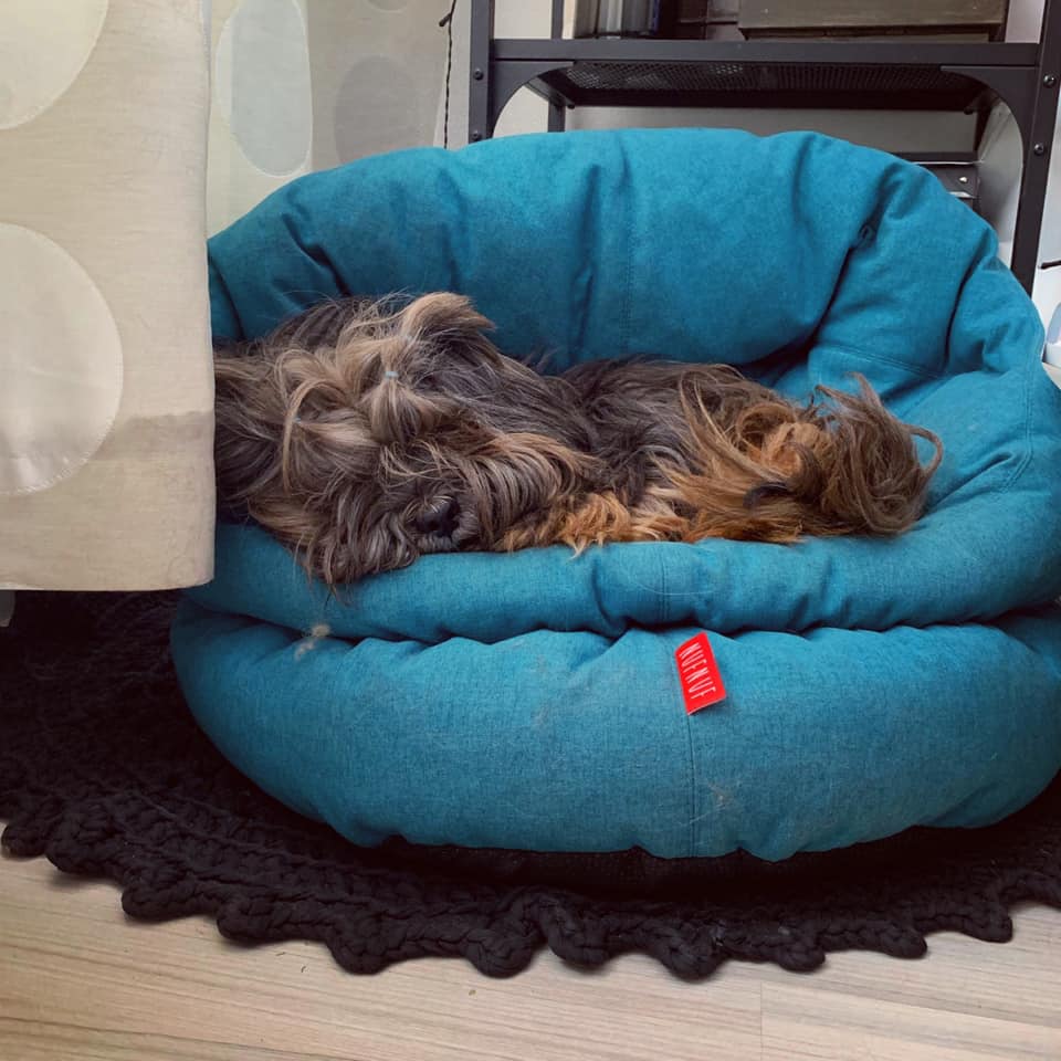 lhasa apso Yarmilan Smell The Magic