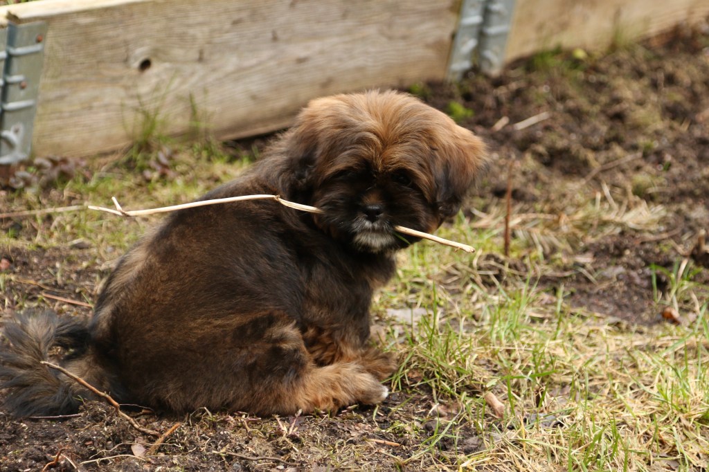 Lhasa apson pentu istuu nurmikolla risu suussaan.