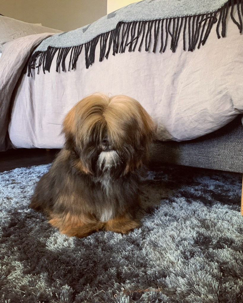 lhasa apso pentu