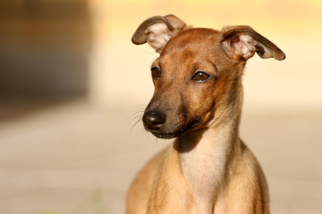 italianvinttikoira pentu